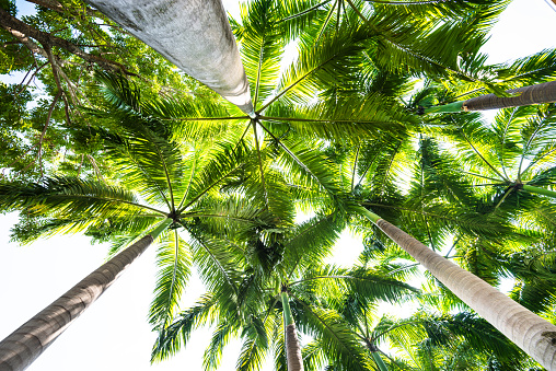 Tropical palm low angle view