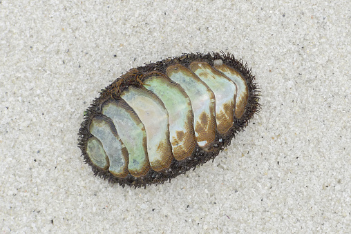 A chiton on a sandy beach