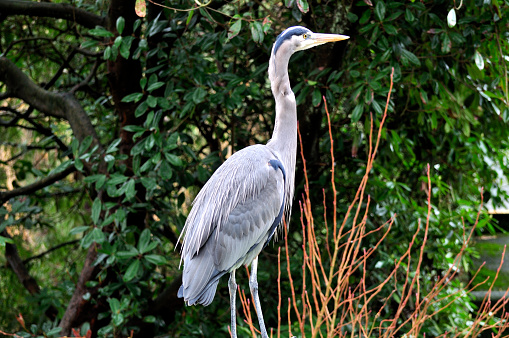 great blue heron in a park