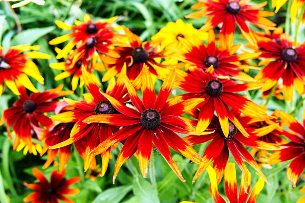Rudbeckia hirta Black-Eyed Susan, Gloriosa Daisy