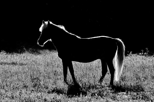 Grazing white Horse in black and white
