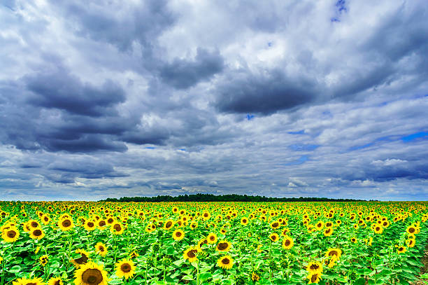 istock Sunflowers field by summertime. 481475284