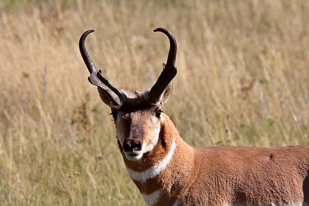 istock Male Pronghorn Antelope in Saskatchewan field 481475683