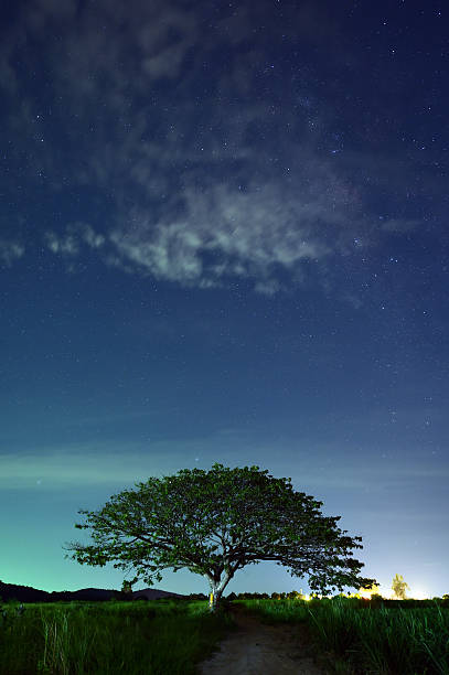 istock Night sky with the Milky Way over the forest and trees 481475744