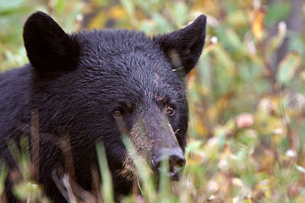 istock Black Bear along British Columbia highway 481475959