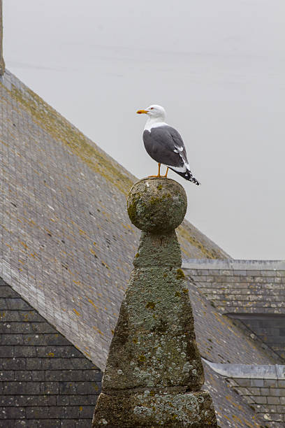 istock Seagull sitting on the ancient roof 481476685