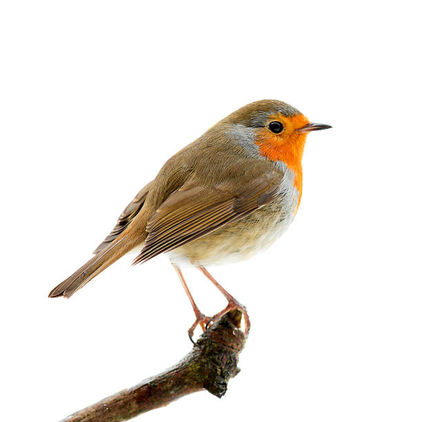 robin (erithacus rubecula) - rubecula imagens e fotografias de stock