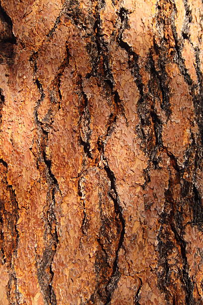 bark stock photo