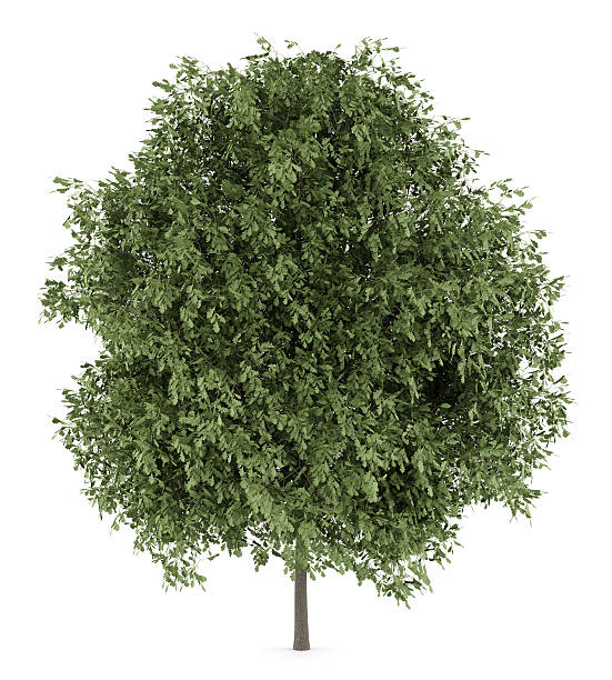 istock english oak tree isolated on white background 481482376