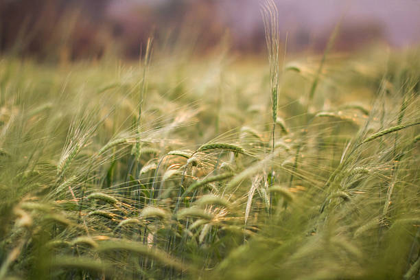 Green wheat in the field. stock photo