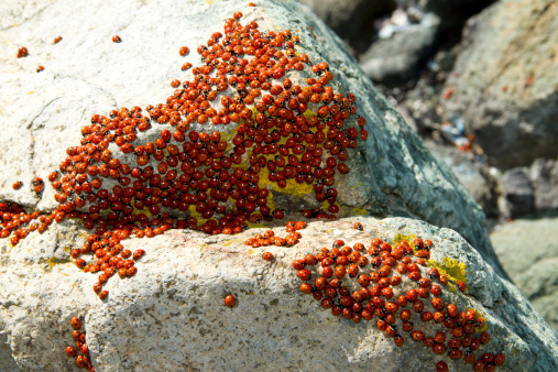 lots of ladybugs making love