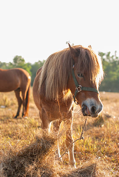 istock horses graze on the meadow at sunset 481483965