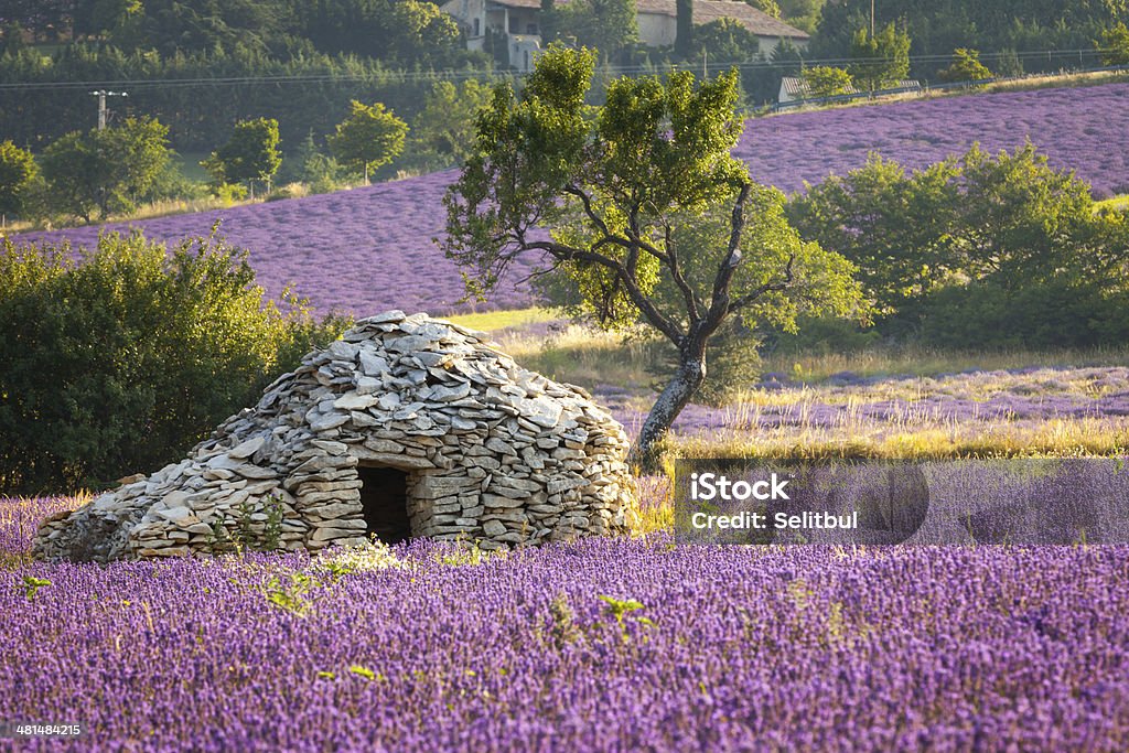 Borie - dry-stoned "house", Sault region, Vaucluse, Provence, Borie - dry-stoned "house", Sault region, Vaucluse, Provence, France Lavender - Plant Stock Photo