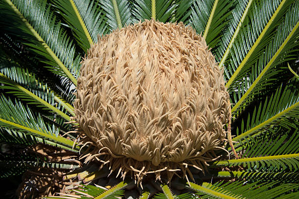 istock Flower of the sago palm 481486092