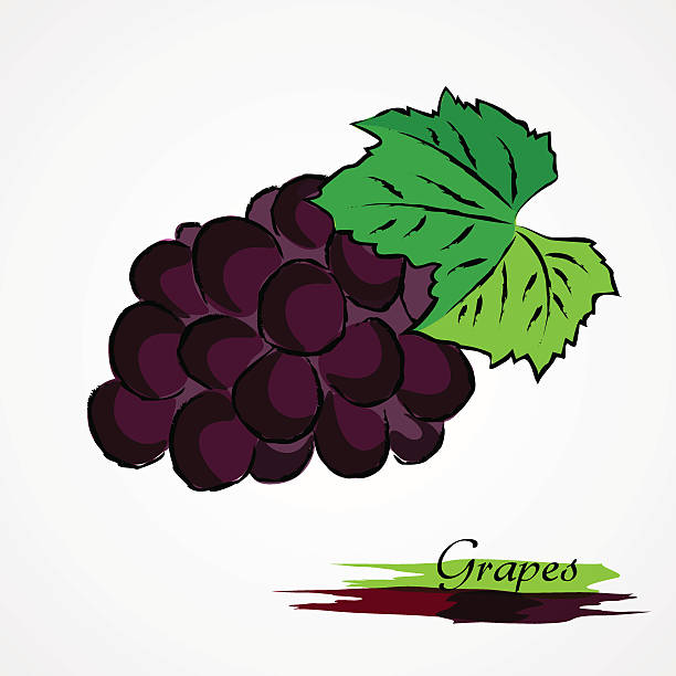grapes Hand drawn vector purple, ripe grape fruit on light background grape pruning stock illustrations