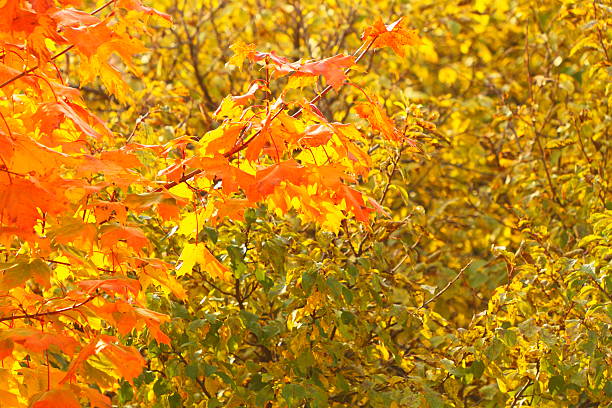 istock bright autumn leaves in the natural environment 481486329