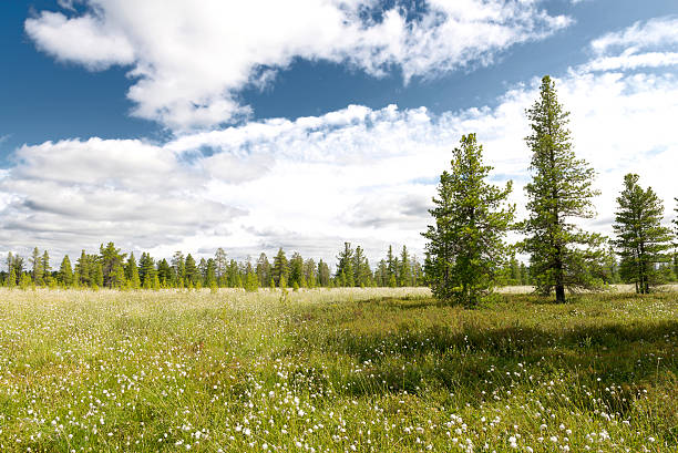 istock Landscape with blooming Cotton Grass 481488772