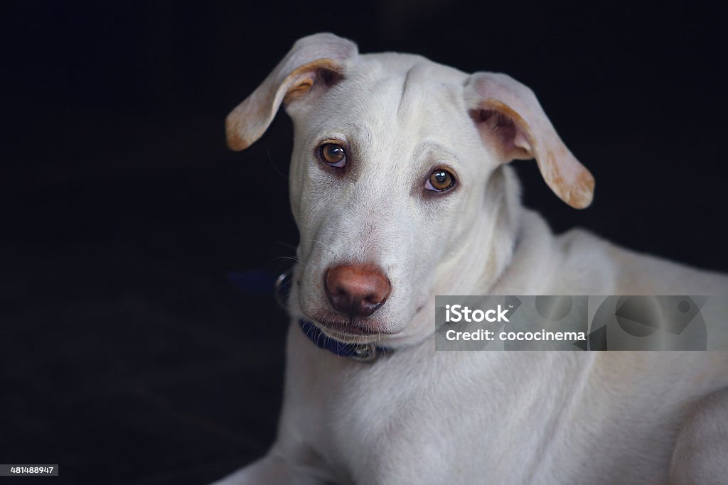 Portrait of a white dog with a pink nose - India Animal Stock Photo