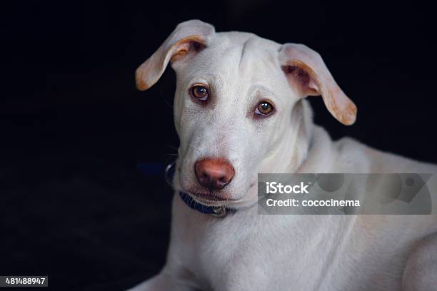 Portrait Of A White Dog With A Pink Nose India Stock Photo - Download Image Now - Animal, Animal Body Part, Animal Eye