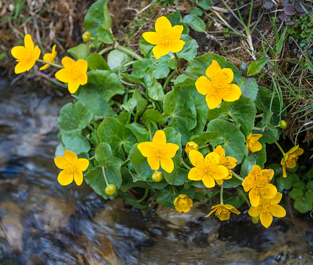 Buttercup (Caltha palustris), Sumpdotter Blume stock photo