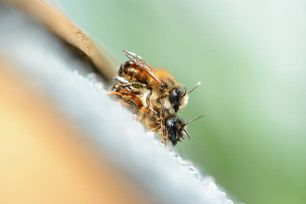 istock couple wild bee Osmia bicornis 481490139