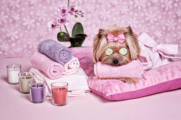 istock Yorkshire Terrier Dog Day at the Spa 481490319