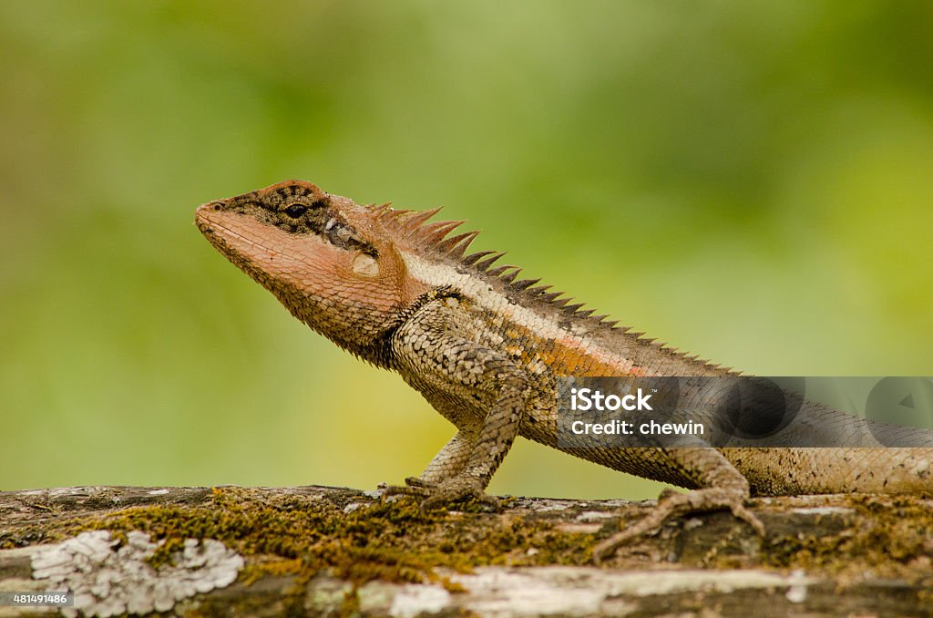 orangr spiny lizard single orange spiny lizard sitting on the tree 2015 Stock Photo