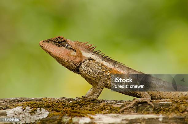 Orangr Spiny Lizard Stock Photo - Download Image Now - 2015, Animal, Animal Wildlife