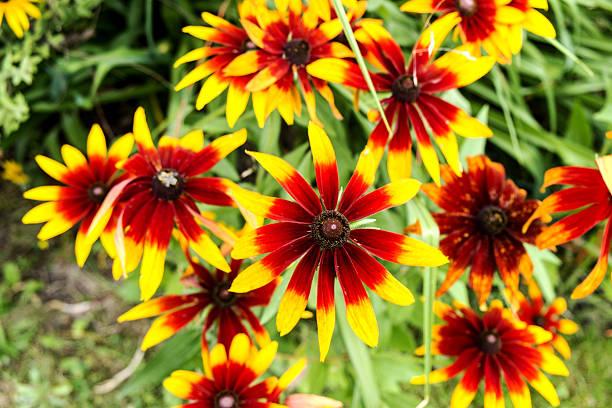 istock Rudbeckia hirta Black-Eyed Susan 481491832