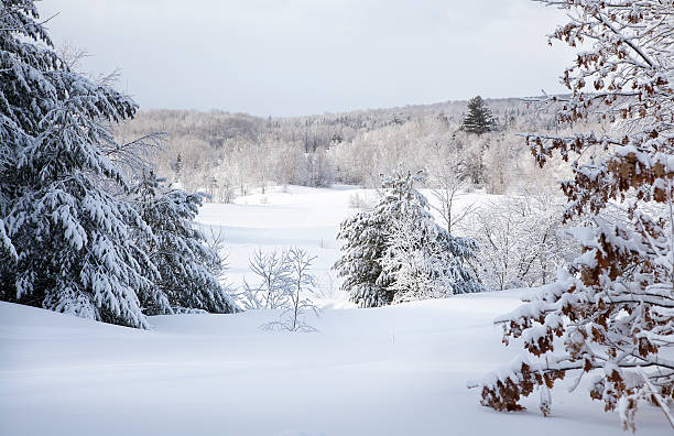 Cross country skiing in Dolly Sods, WV
