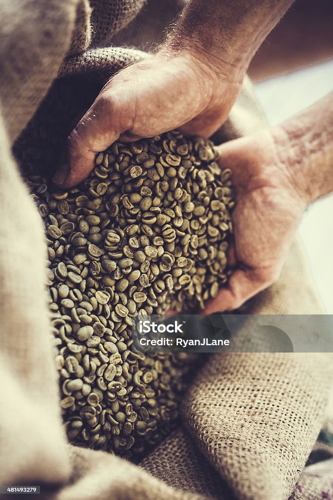 Green Raw Coffee Bean Crop A mans hands hold freshly harvested unroasted coffee beans in a burlap bag.  Vertical with copy space. Agricultural Activity Stock Photo