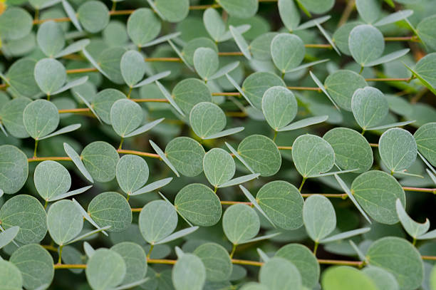 istock Green Leaves Background with Shallow Depth Of Field 481494776