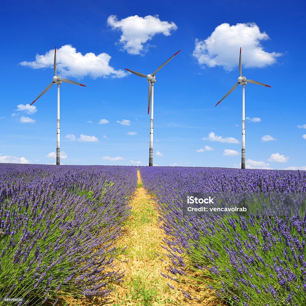 Lavender fields Lavender fields with wind turbines 2015 Stock Photo