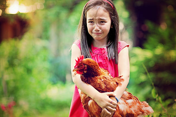 farm ragazza - chicken tender foto e immagini stock