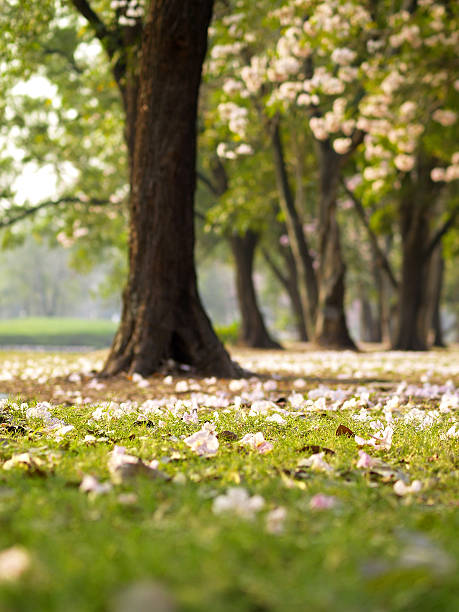 istock The beautiful garden 481495266