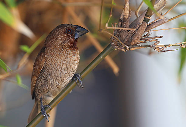 istock scaly breasted munia or spotted munia 481495446