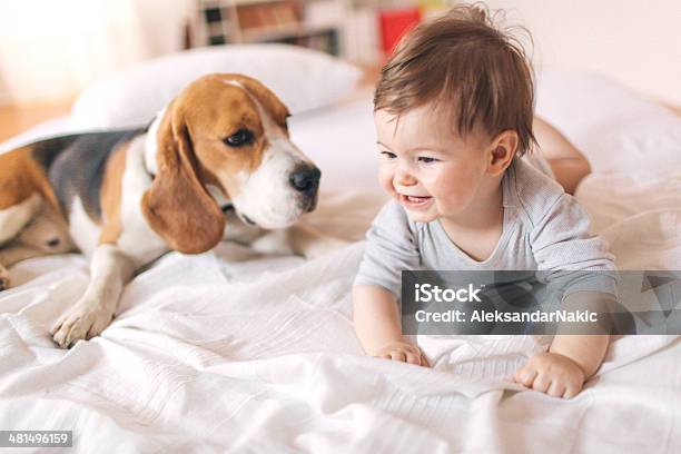 Baby And The Dog Stock Photo - Download Image Now - Baby - Human Age, Dog, Beagle