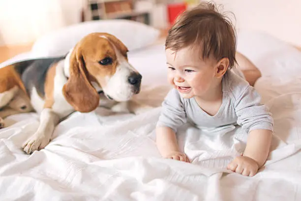 Baby and the dog