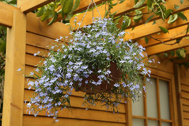 istock Hanging Flower Basket Decoration on Bamboo Arbor 481496737