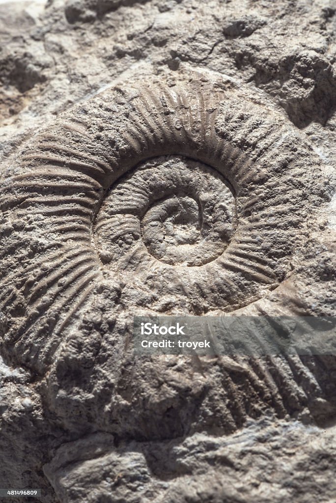 Fossil Ammonite Rock Close-Up of Ammonite Fossil Abstract Stock Photo