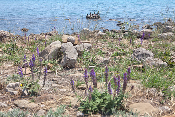 istock flowers sea and birds 481498216