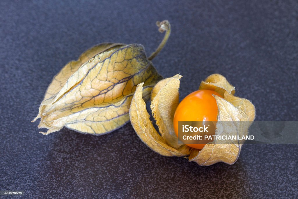 Physalis on a dark background Two physalis on a dark background, one closed and one with husk opened and the berry revealed 2015 Stock Photo