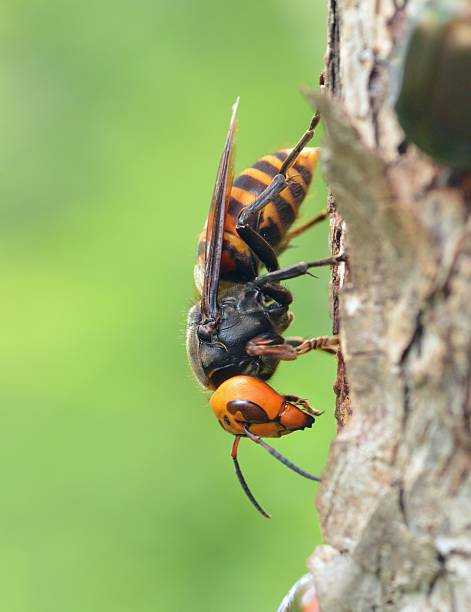 istock Japanese giant hornet 481498628