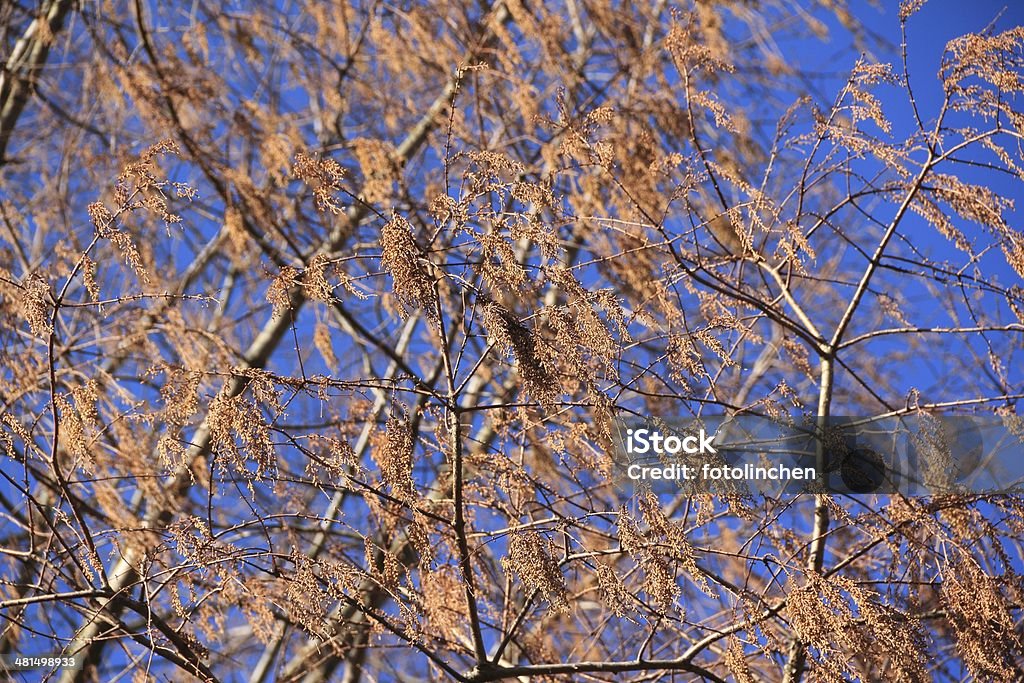 Metasequoia glyptostroboides tree - Lizenzfrei Alt Stock-Foto