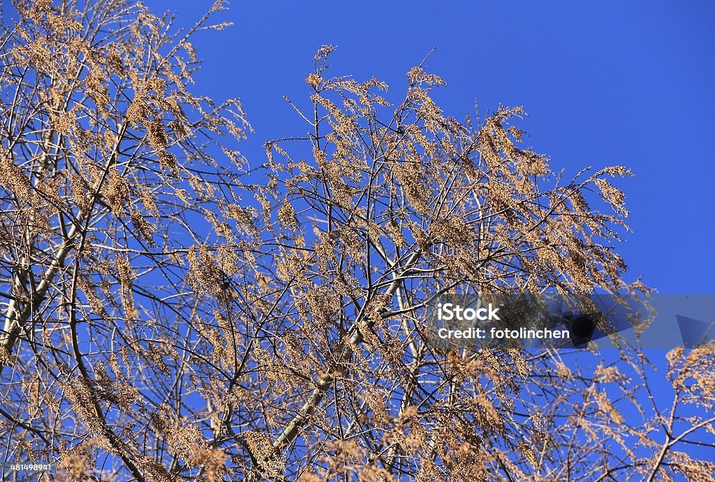 Metasequoia glyptostroboides tree - Lizenzfrei Alt Stock-Foto