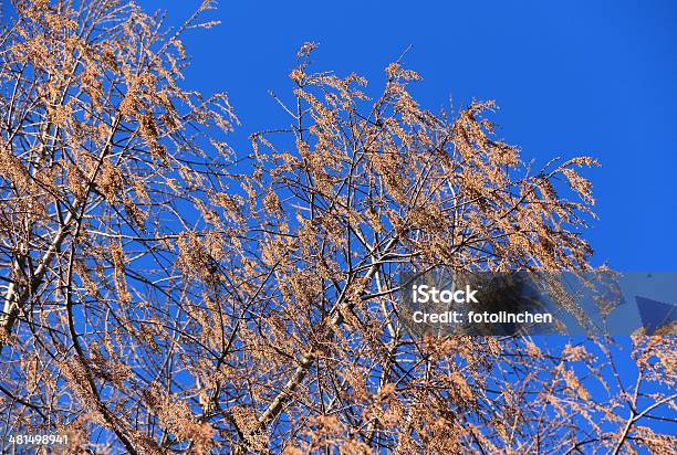 Metasequoia Glyptostroboides Tree Stockfoto und mehr Bilder von Alt - Alt, Ast - Pflanzenbestandteil, Baum