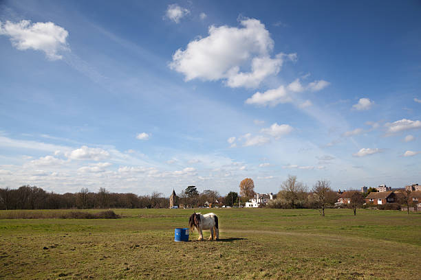 pony grazing on common land in England - on the outskirts of Harlow, England with church and pub in background