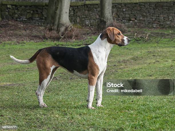 Fox Hound Stock Photo - Download Image Now - Foxhound, Alertness, Dog