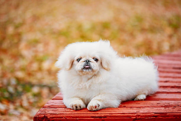 White Pekingese Pekinese Peke Whelp Puppy Dog Sitting On Wooden Bench In Autumn Park