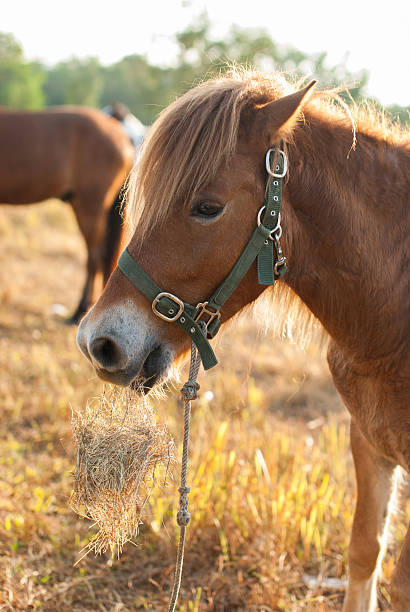 istock horses graze on the meadow at sunset 481505771